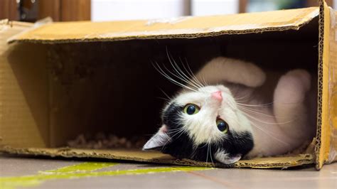 アマゾンプライム 退会方法: なぜ猫は箱を愛するのか？