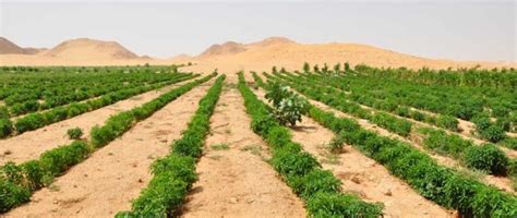  Qanats: An Oasis of Knowledge in the Desert of Agricultural Innovation!