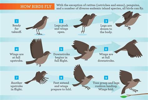 竜田揚げ レシピ そして、なぜ鳥は空を飛ぶのか？