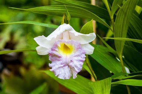  Understanding Orchids: An Exploration of Brazil's Floral Jewels!