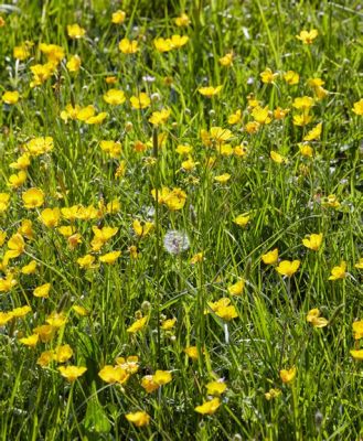  Yellow Flowers on the Green Grass: A Symphony of Nostalgia and Resilience